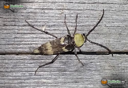 Thumbnail image of the Roundnecked-Long-Horned-Beetle-Megacyllene
