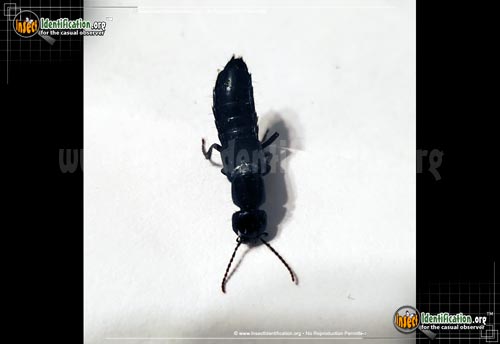 Thumbnail image of the Rove-Beetle
