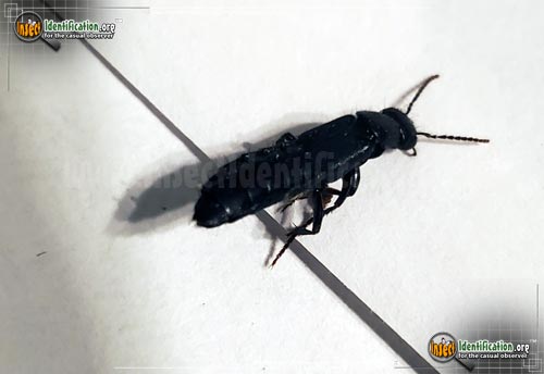 Thumbnail image #3 of the Rove-Beetle