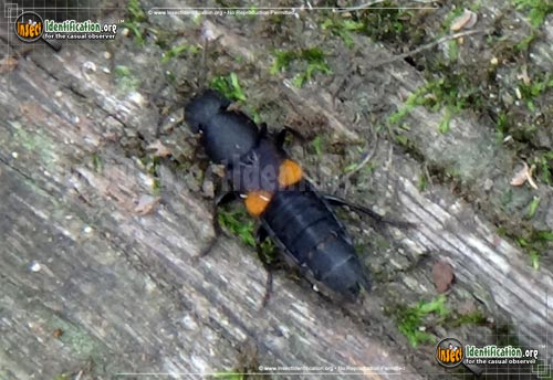 Thumbnail image #4 of the Rove-Beetle