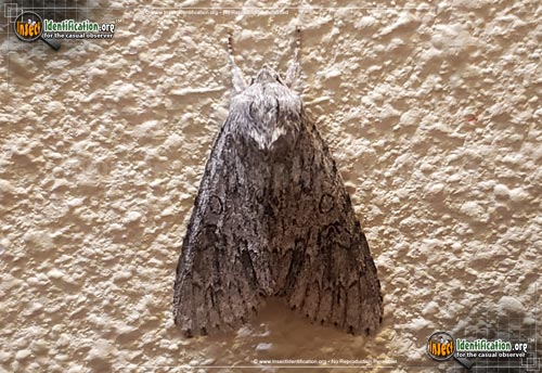 Thumbnail image of the Ruddy-Dagger-Moth