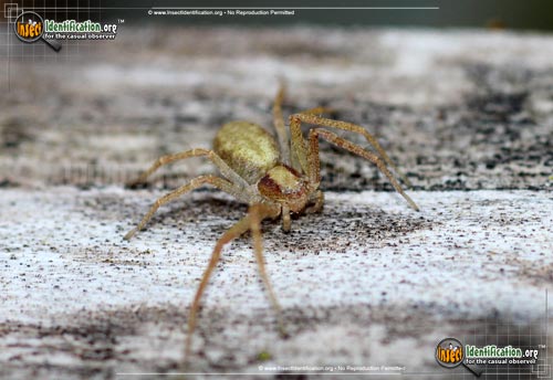 Thumbnail image of the Running-Crab-Spider-Philodromus-rufus