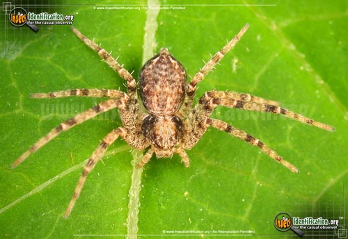 Thumbnail image of the Running-Crab-Spider