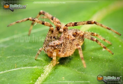 Thumbnail image #3 of the Running-Crab-Spider