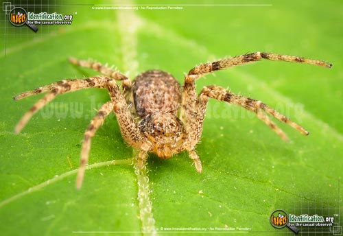 Thumbnail image #2 of the Running-Crab-Spider