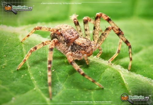 Thumbnail image #5 of the Running-Crab-Spider