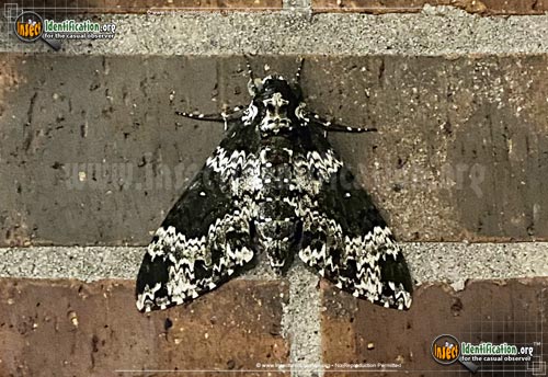 Thumbnail image #13 of the Rustic-Sphinx-Moth