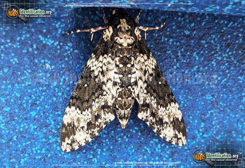 Thumbnail image #14 of the Rustic-Sphinx-Moth
