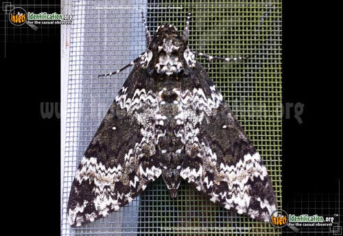 Thumbnail image #3 of the Rustic-Sphinx-Moth