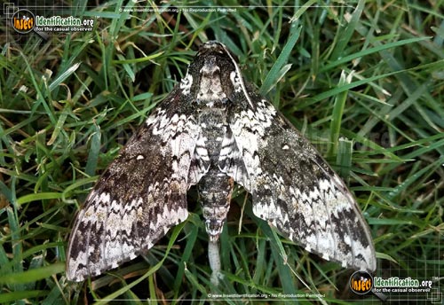 Thumbnail image #4 of the Rustic-Sphinx-Moth