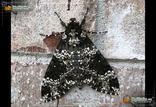 Thumbnail image #10 of the Rustic-Sphinx-Moth