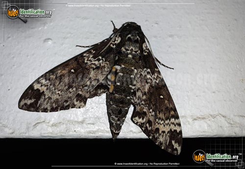 Thumbnail image #12 of the Rustic-Sphinx-Moth