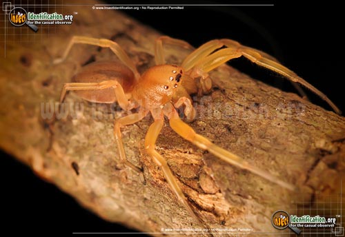 Thumbnail image of the Sac-Spider