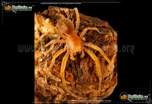 Thumbnail image #2 of the Sac-Spider