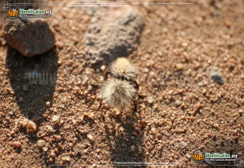 Thumbnail image #6 of the Sackens-Velvet-Ant