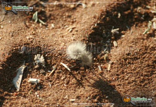 Thumbnail image #7 of the Sackens-Velvet-Ant