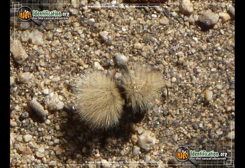 Thumbnail image #5 of the Sackens-Velvet-Ant