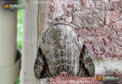 Thumbnail image of the sad-underwing-moth