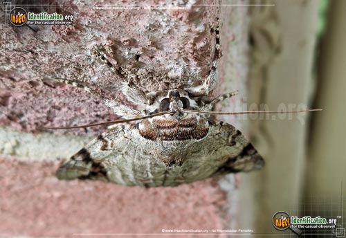 Thumbnail image #3 of the sad-underwing-moth