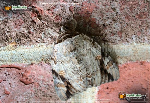 Thumbnail image #2 of the sad-underwing-moth