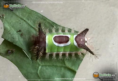 Thumbnail image #5 of the Saddleback-Caterpillar