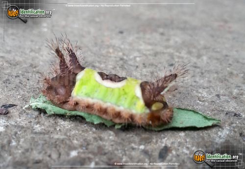 Thumbnail image #6 of the Saddleback-Caterpillar
