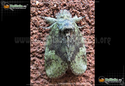 Thumbnail image of the Saddled-Prominent-Moth
