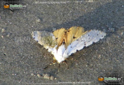 Thumbnail image #3 of the Salt-Marsh-Moth