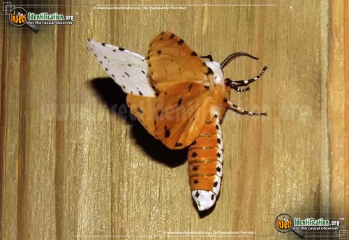 Thumbnail image of the Salt-Marsh-Moth