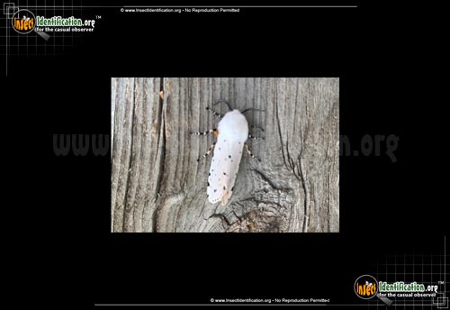 Thumbnail image #2 of the Salt-Marsh-Moth