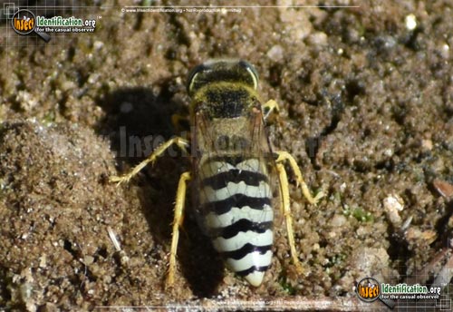 Thumbnail image #2 of the Sand-Wasp