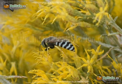 Thumbnail image of the Sand-Wasp