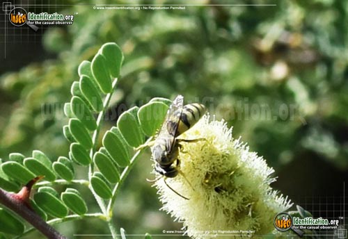 Thumbnail image #8 of the Sand-Wasp