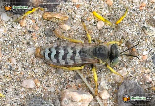 Thumbnail image #5 of the Sand-Wasp