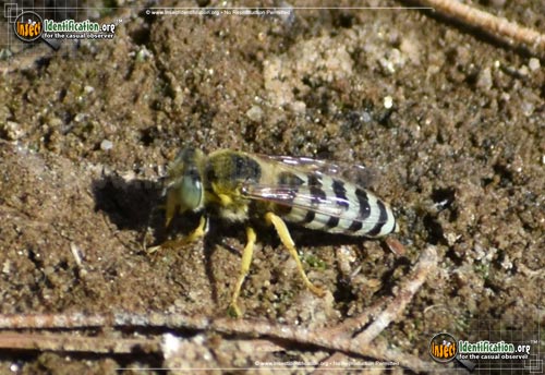 Thumbnail image #6 of the Sand-Wasp