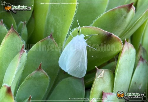 Thumbnail image of the Satin-Moth