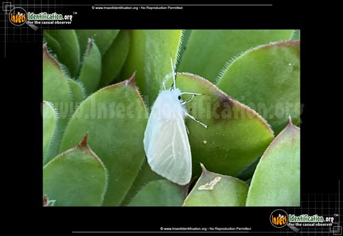 Thumbnail image #2 of the Satin-Moth