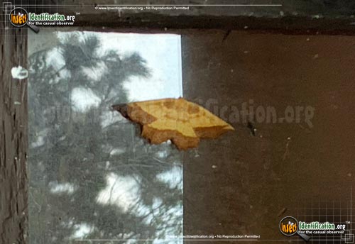 Thumbnail image of the Saw-Wing-Moth