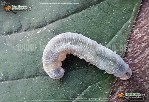Thumbnail image of the Sawfly-Monostegia-abdominalis