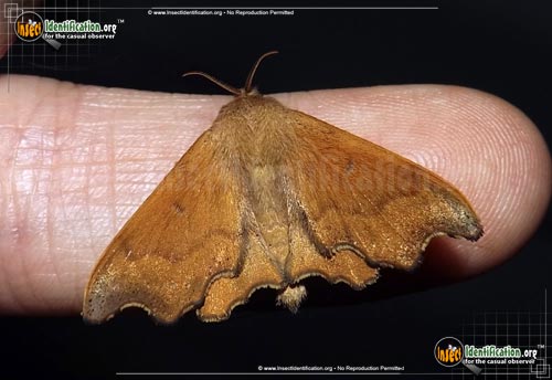 Thumbnail image of the Scalloped-Sack-Bearer-Moth