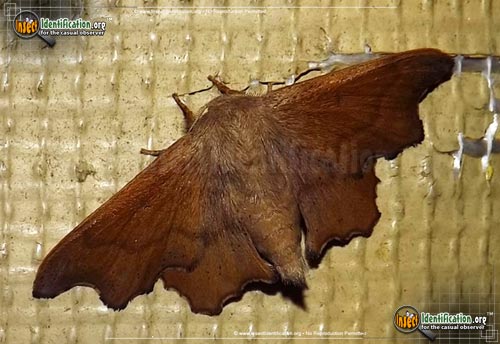 Thumbnail image #2 of the Scalloped-Sack-Bearer-Moth