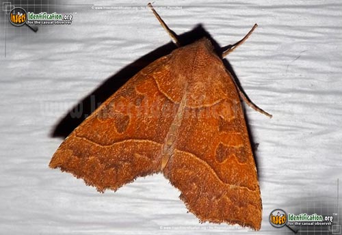 Thumbnail image of the Scalloped-Sallow-Moth