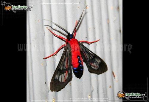 Thumbnail image of the Scarlet-Bodied-Wasp-Moth