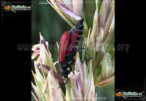 Thumbnail image #2 of the Scarlet-Malachite-Beetle