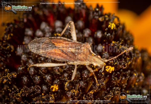 Thumbnail image of the Scentless-Plant-Bug