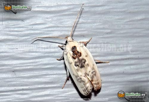 Thumbnail image of the Schlaegers-Fruitworm-Moth