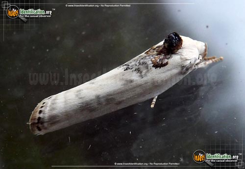 Thumbnail image #2 of the Schlaegers-Fruitworm-Moth
