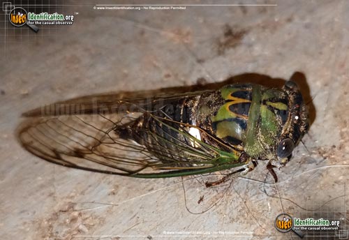 Thumbnail image of the Scissor-Grinder-Cicada