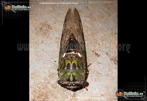 Thumbnail image #2 of the Scissor-Grinder-Cicada