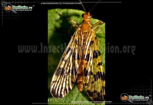 Thumbnail image #4 of the Scorpionfly